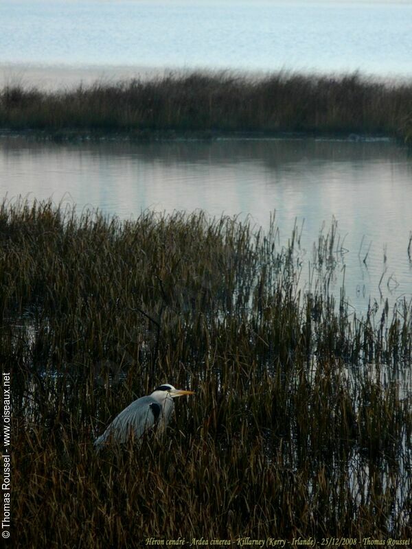 Grey Heron