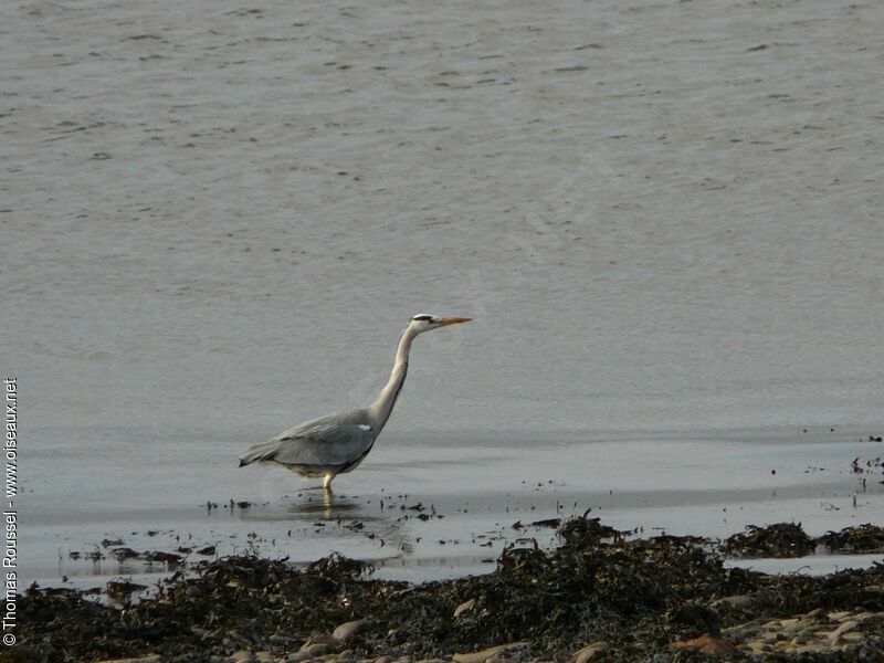 Grey Heron, identification