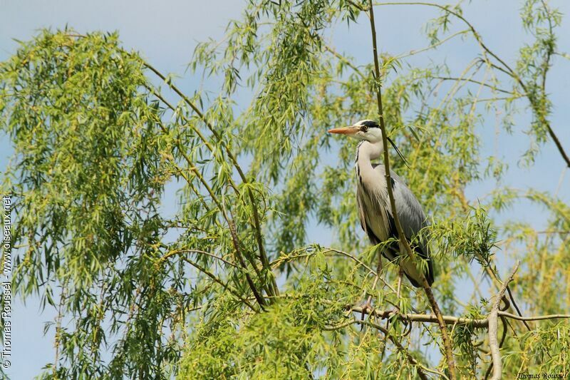 Grey Heron, identification