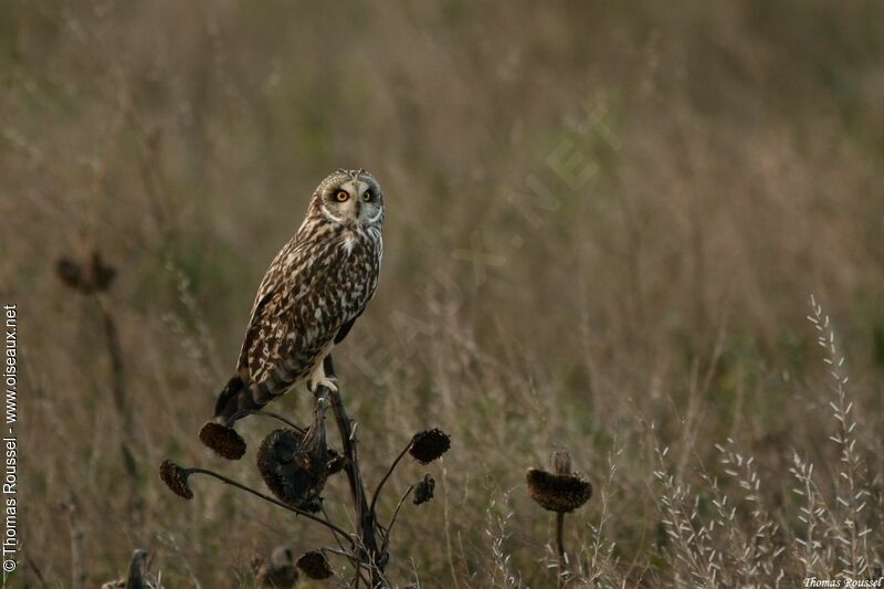 Short-eared Owl, Reproduction-nesting