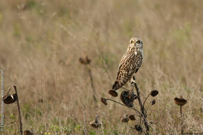 Short-eared Owl, identification