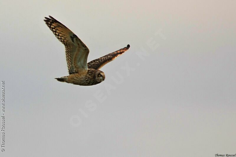 Short-eared Owl, Flight