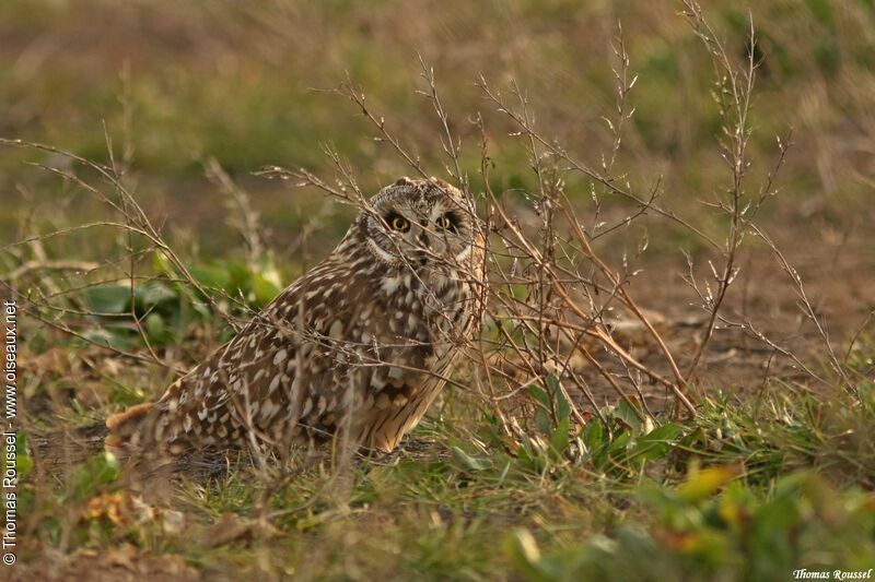 Short-eared Owl, identification