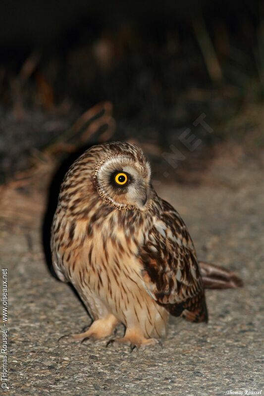 Short-eared Owl