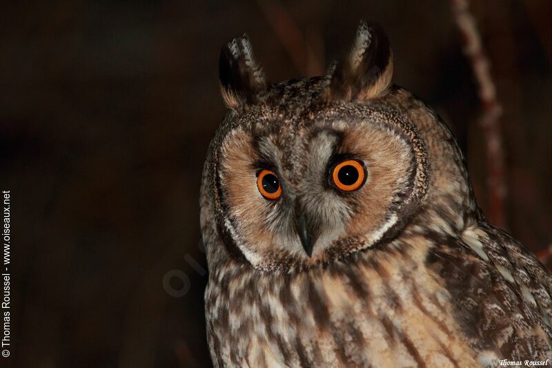 Long-eared Owladult, identification