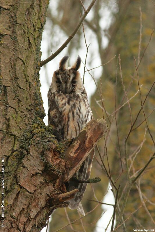 Hibou moyen-duc mâle adulte, identification