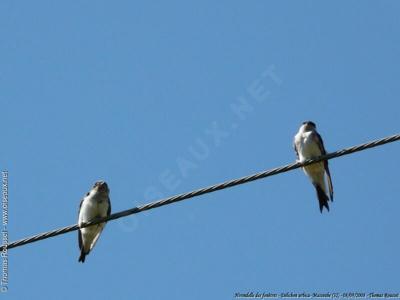 Western House Martin, Reproduction-nesting