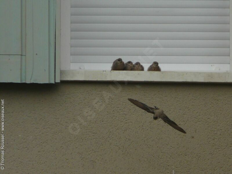 Eurasian Crag Martin, Reproduction-nesting