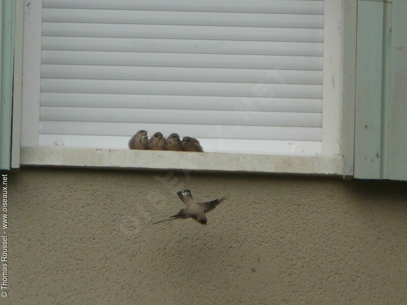 Eurasian Crag Martin, Reproduction-nesting