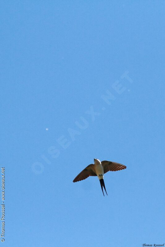 European Red-rumped Swallow, Flight