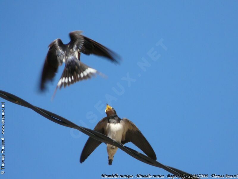 Barn Swallow