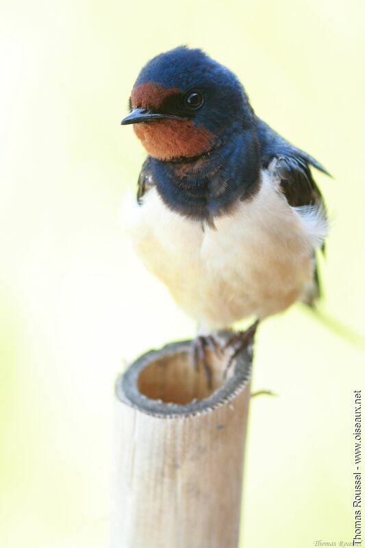 Hirondelle rustique, identification