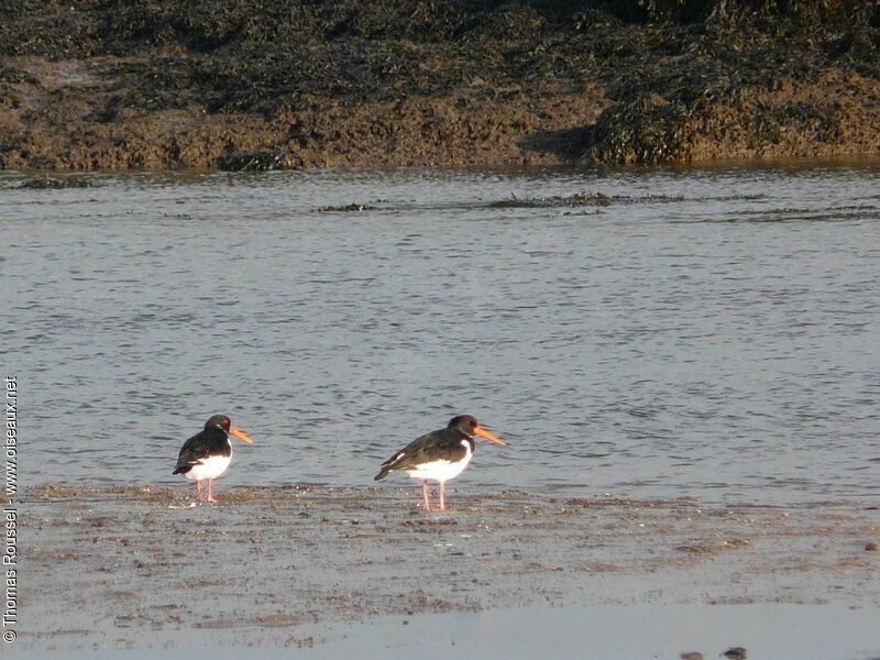 Eurasian Oystercatcher, identification