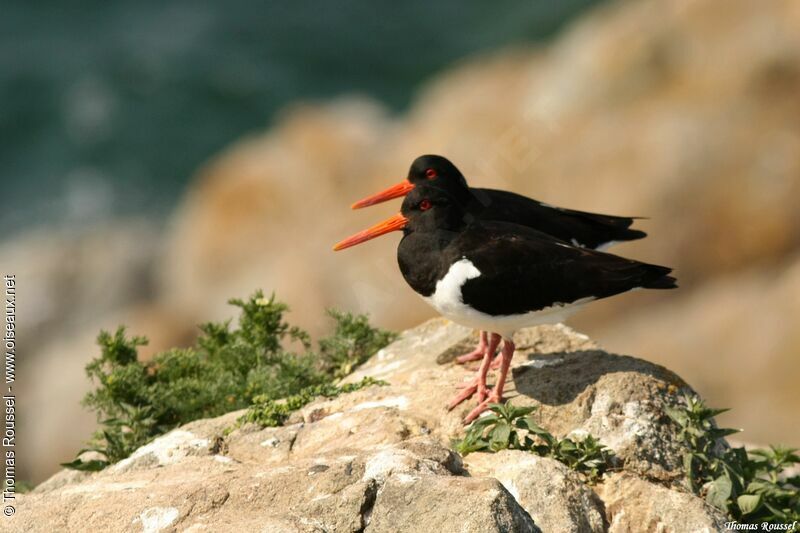 Eurasian Oystercatcher, identification