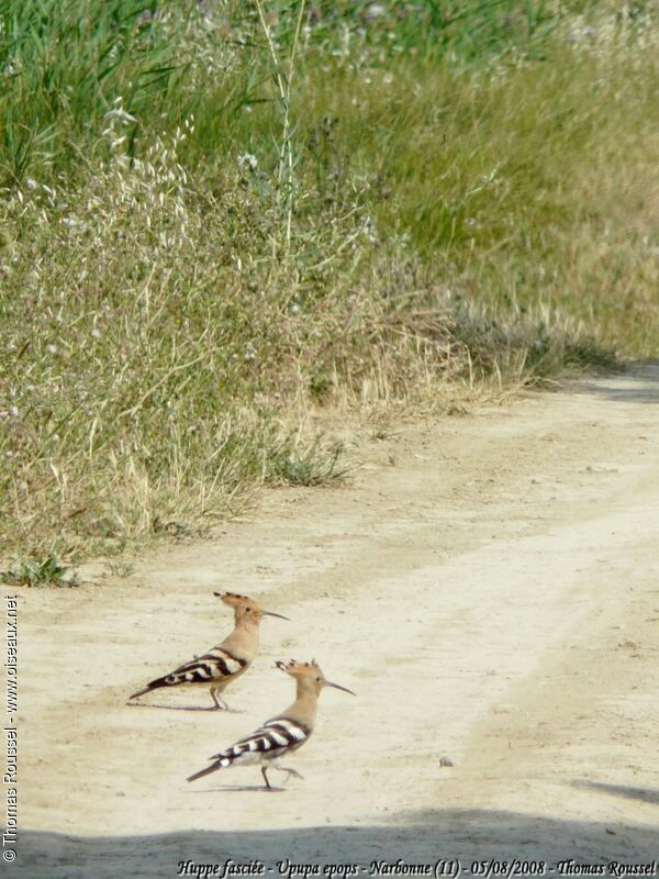 Eurasian Hoopoe