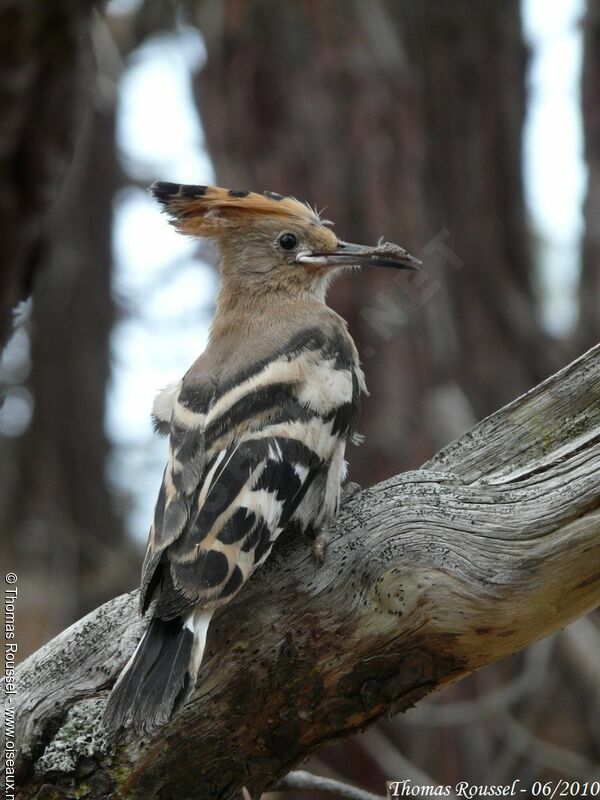 Eurasian Hoopoejuvenile, identification