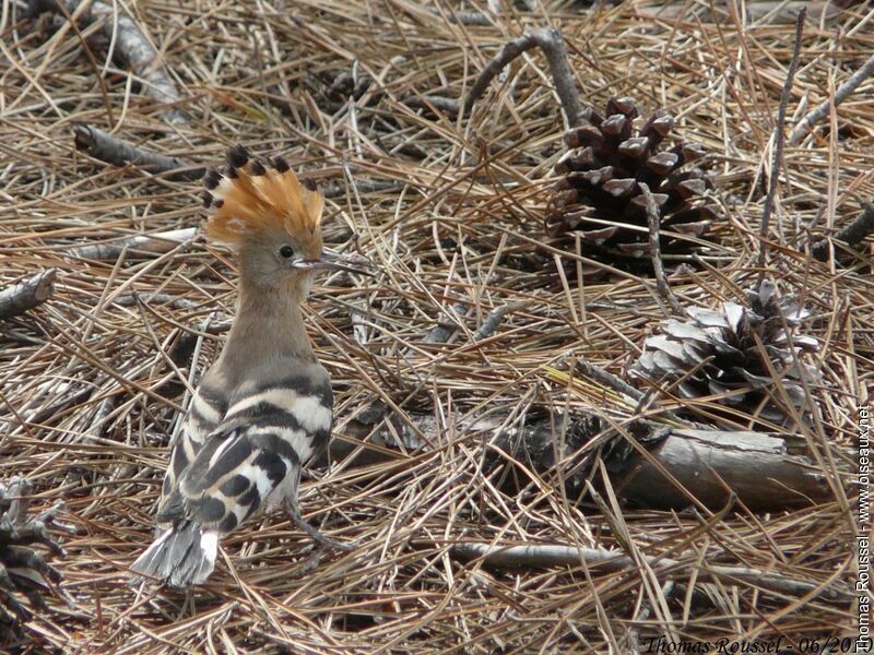 Eurasian Hoopoejuvenile, identification