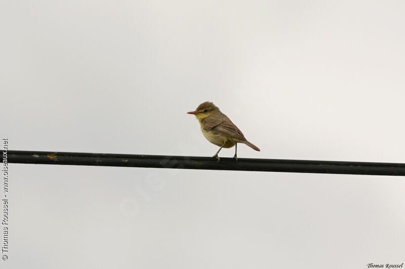 Melodious Warbler, identification