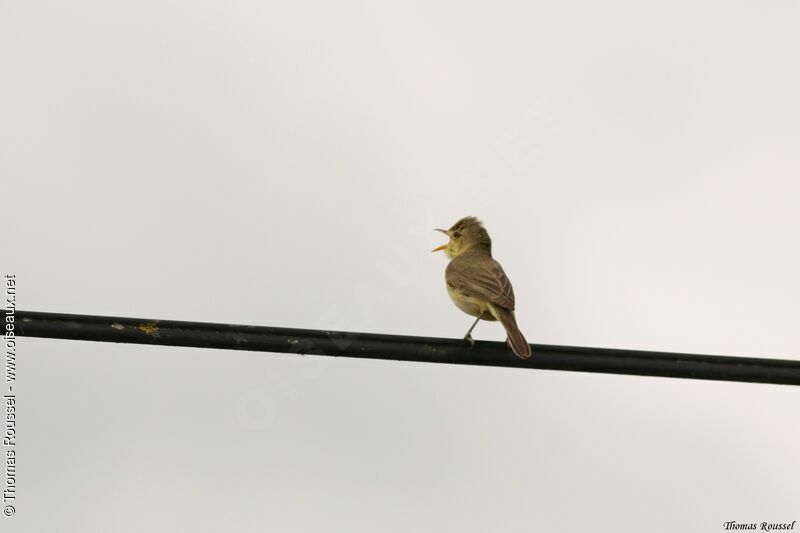 Melodious Warbler, song