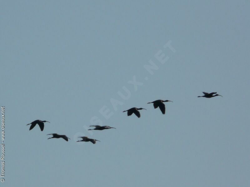 Glossy Ibis, Flight