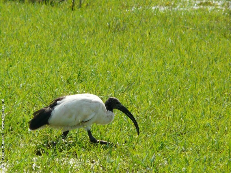 Ibis sacré