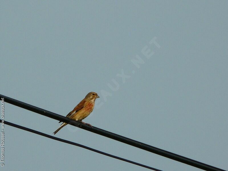 Common Linnet, identification