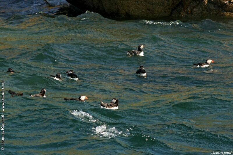 Atlantic Puffin