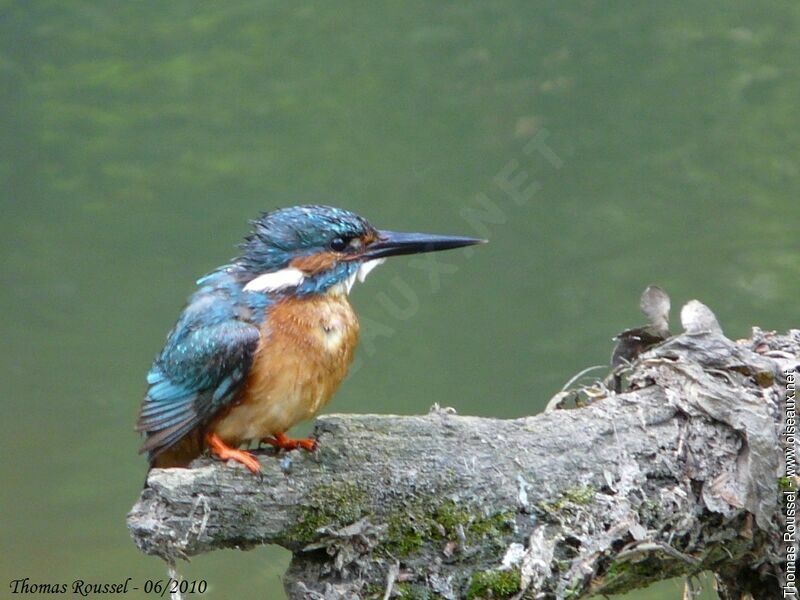 Common Kingfisher male adult, identification