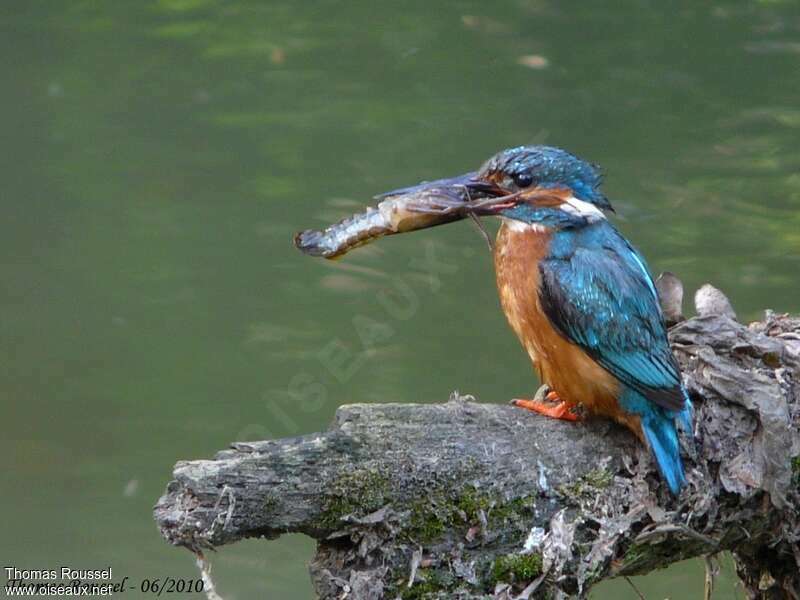 Martin-pêcheur d'Europe mâle adulte, régime