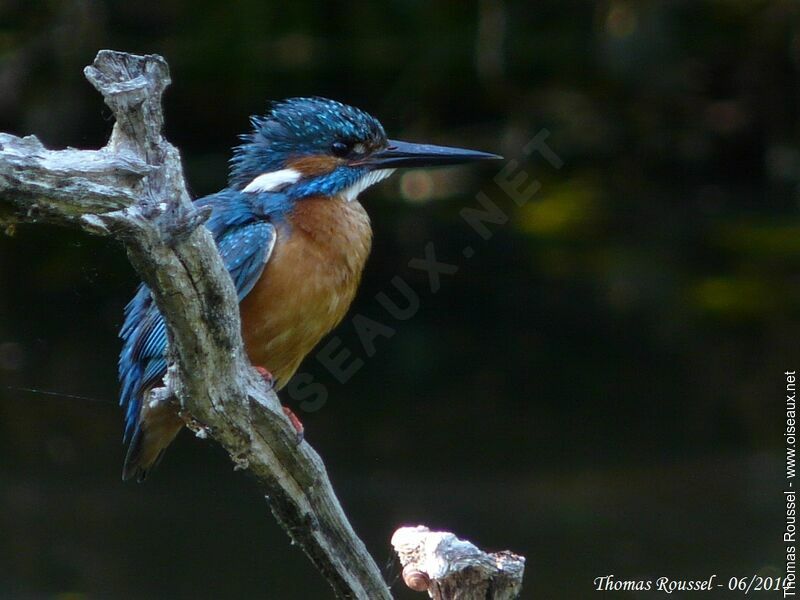 Common Kingfisher male adult, identification