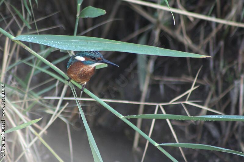 Common Kingfisher