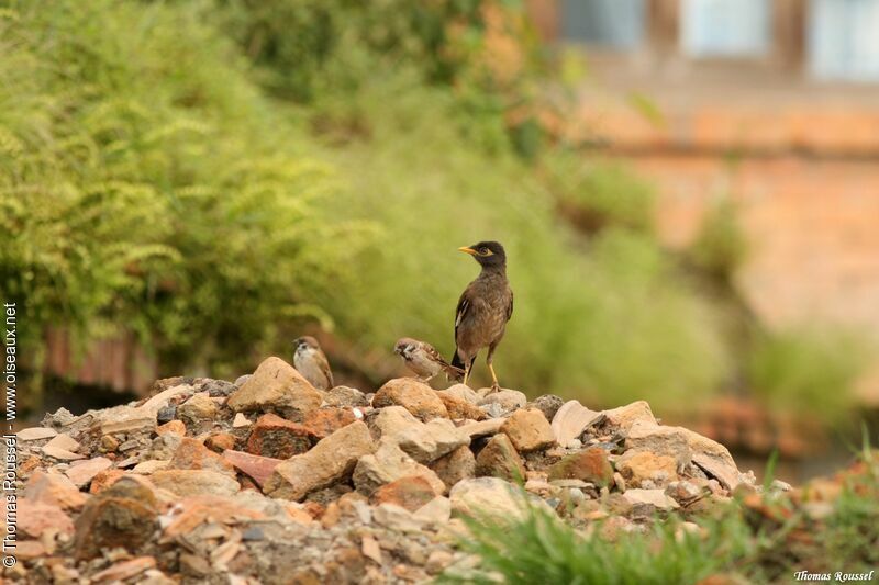 Common Myna