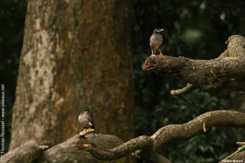 Common Myna, identification