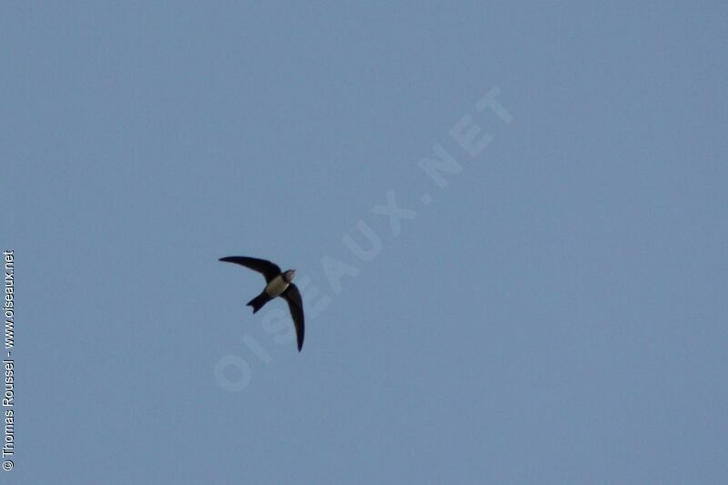 Alpine Swift, Flight