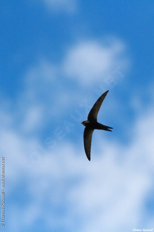 Common Swift, Flight