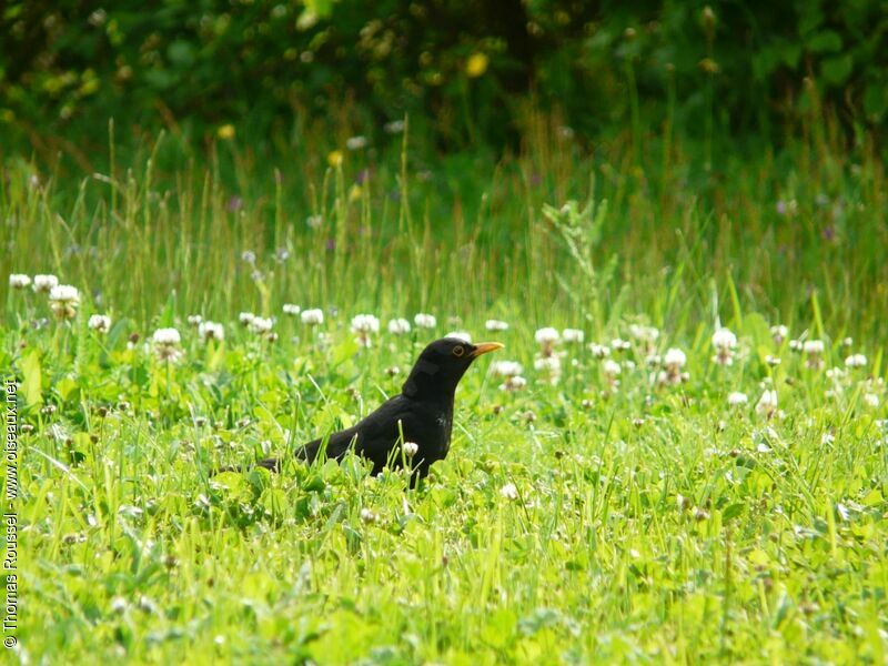 Common Blackbird male adult