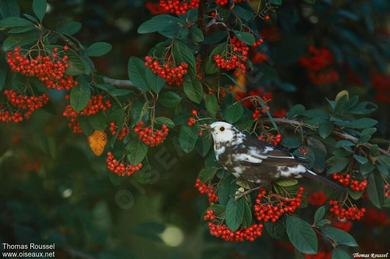 Common Blackbird, pigmentation