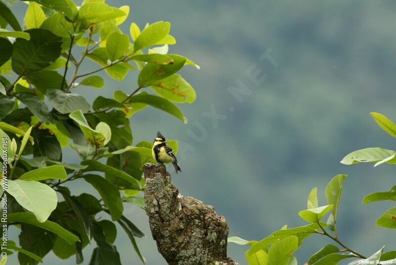 Mésange à joues jaunes, identification