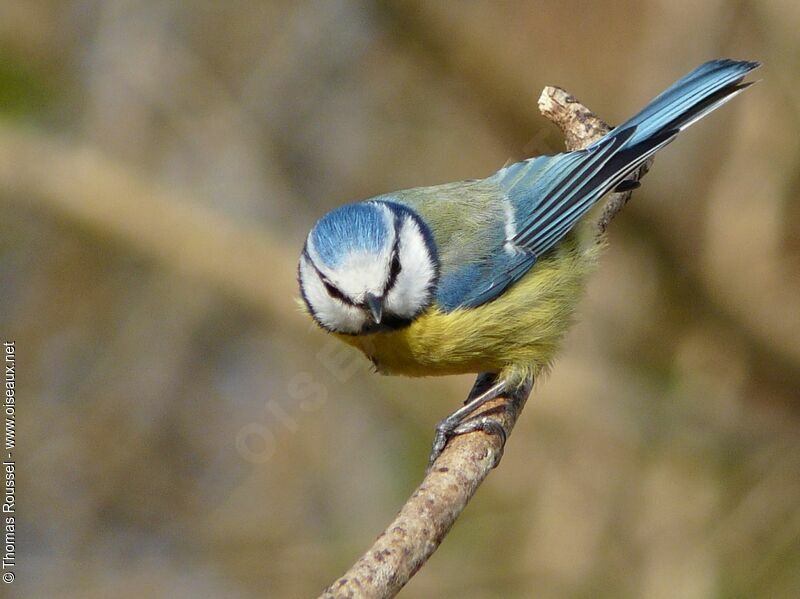 Mésange bleue