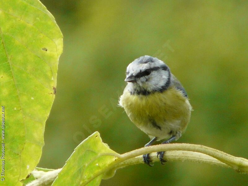 Mésange bleue, identification