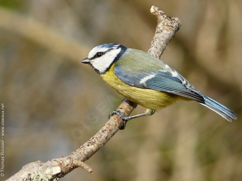 Mésange bleue