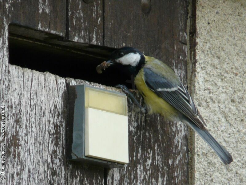 Mésange charbonnièreadulte, Nidification