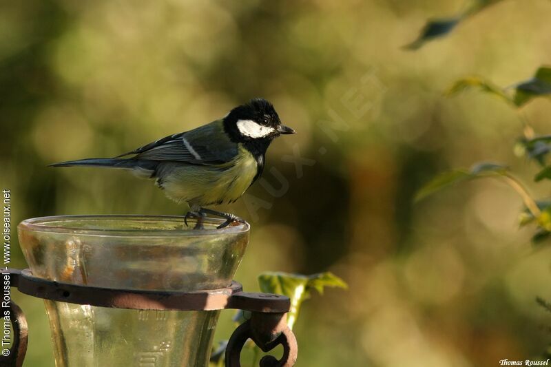 Great Tit, identification