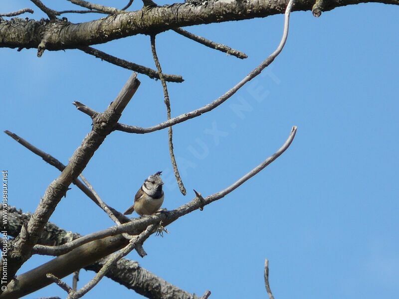 Crested Tit