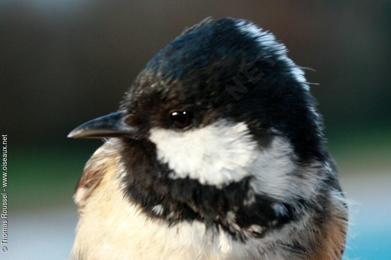 Coal Tit