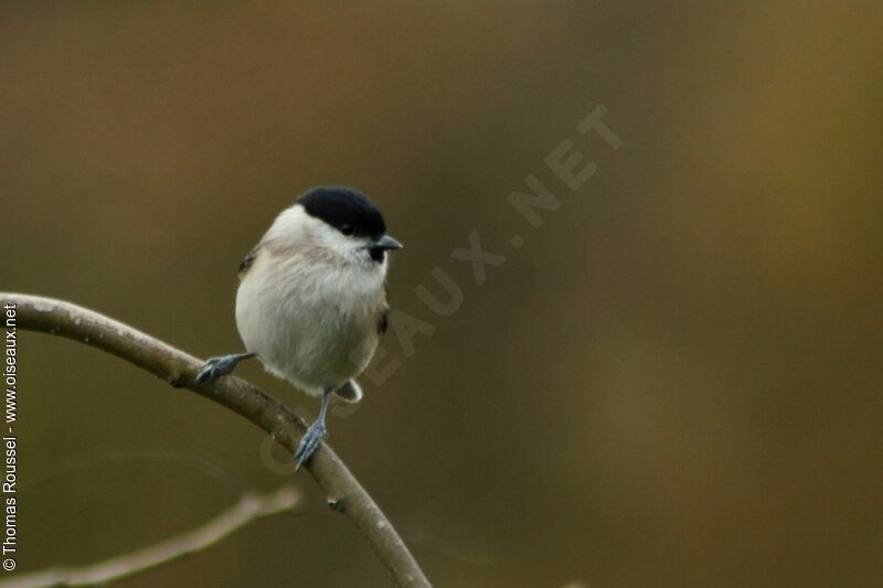 Marsh Tit