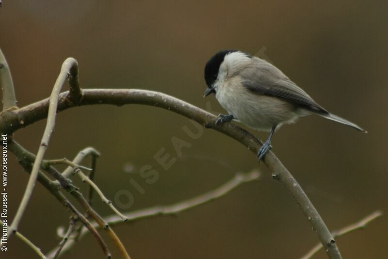 Marsh Tit