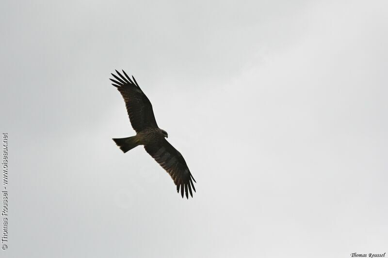 Black Kite (govinda), Flight