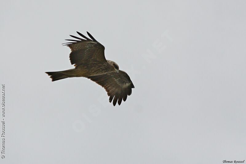 Black Kite (govinda)