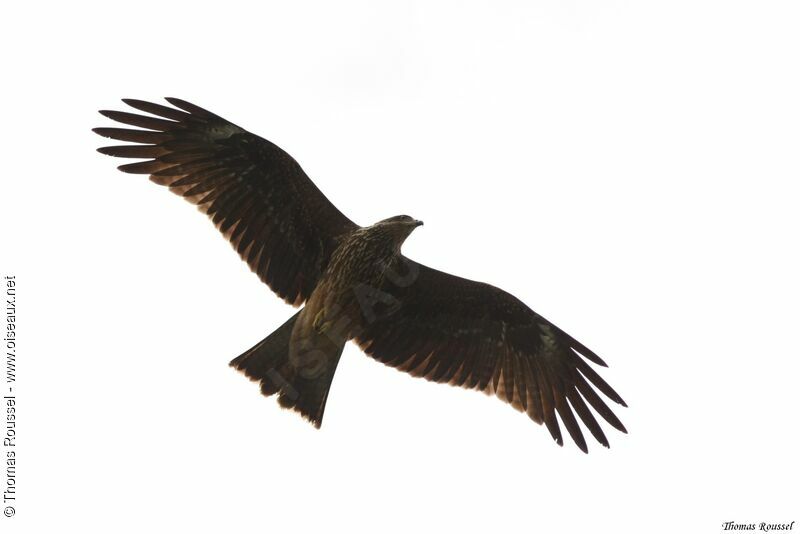 Black Kite (govinda), Flight